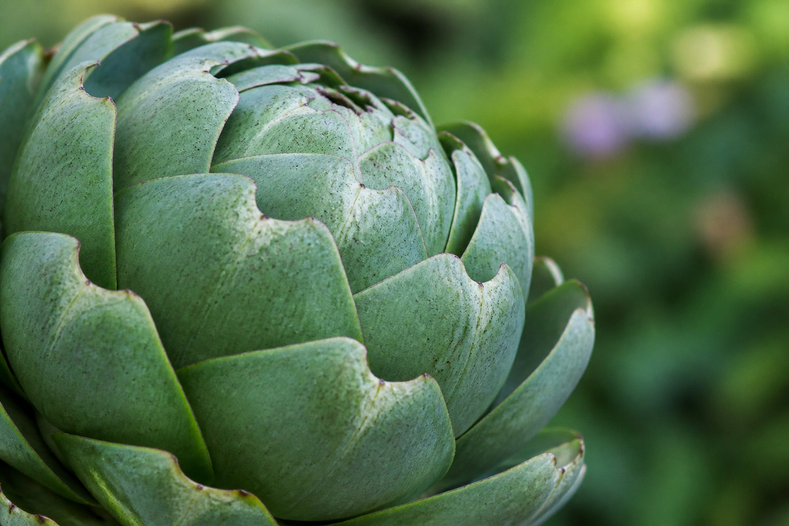 Temps de cuisson précis selon le calibre et la variété