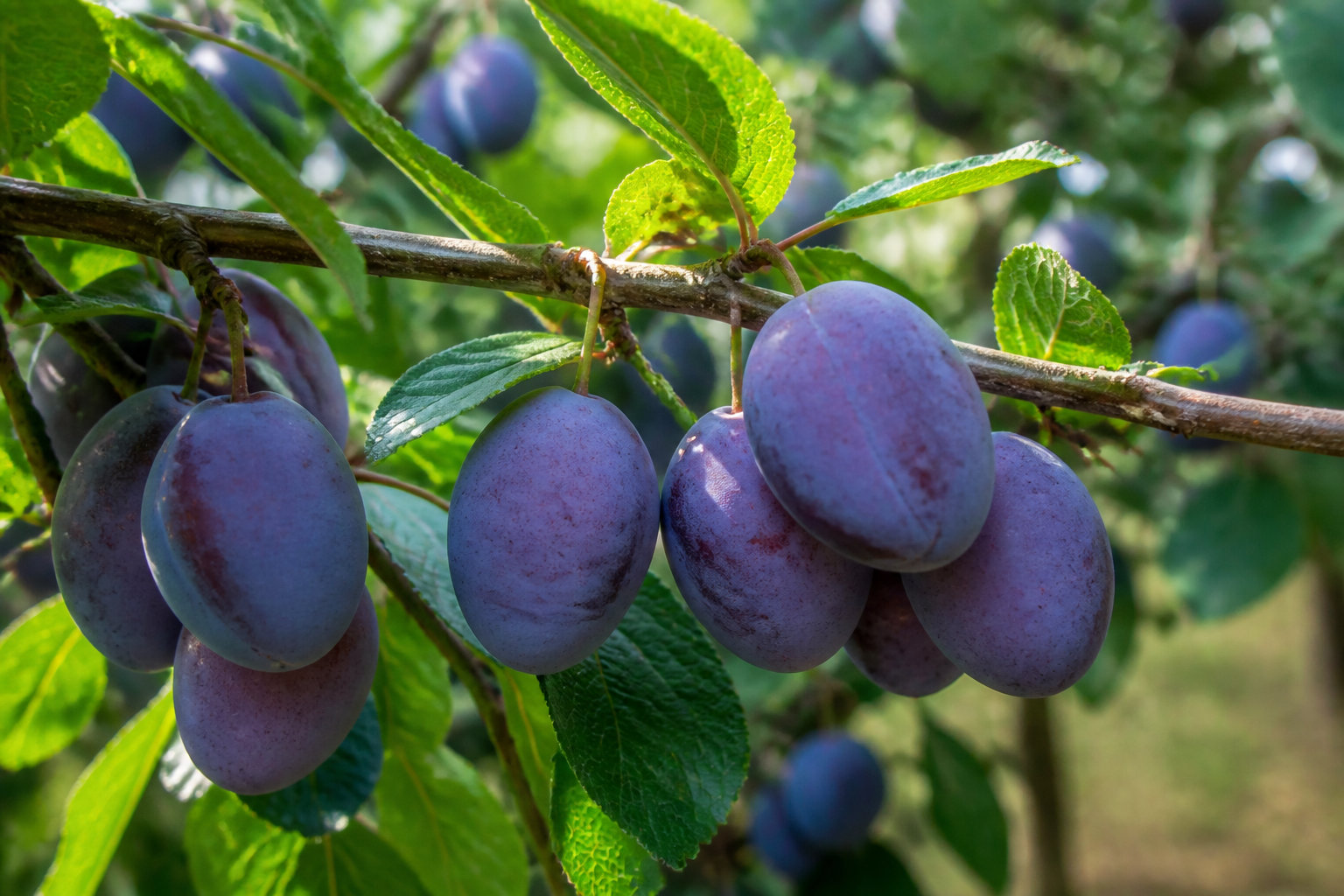 Entretenir et protéger la production fruitière