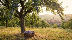 Réussir la culture et la récolte de la quetsche en Alsace