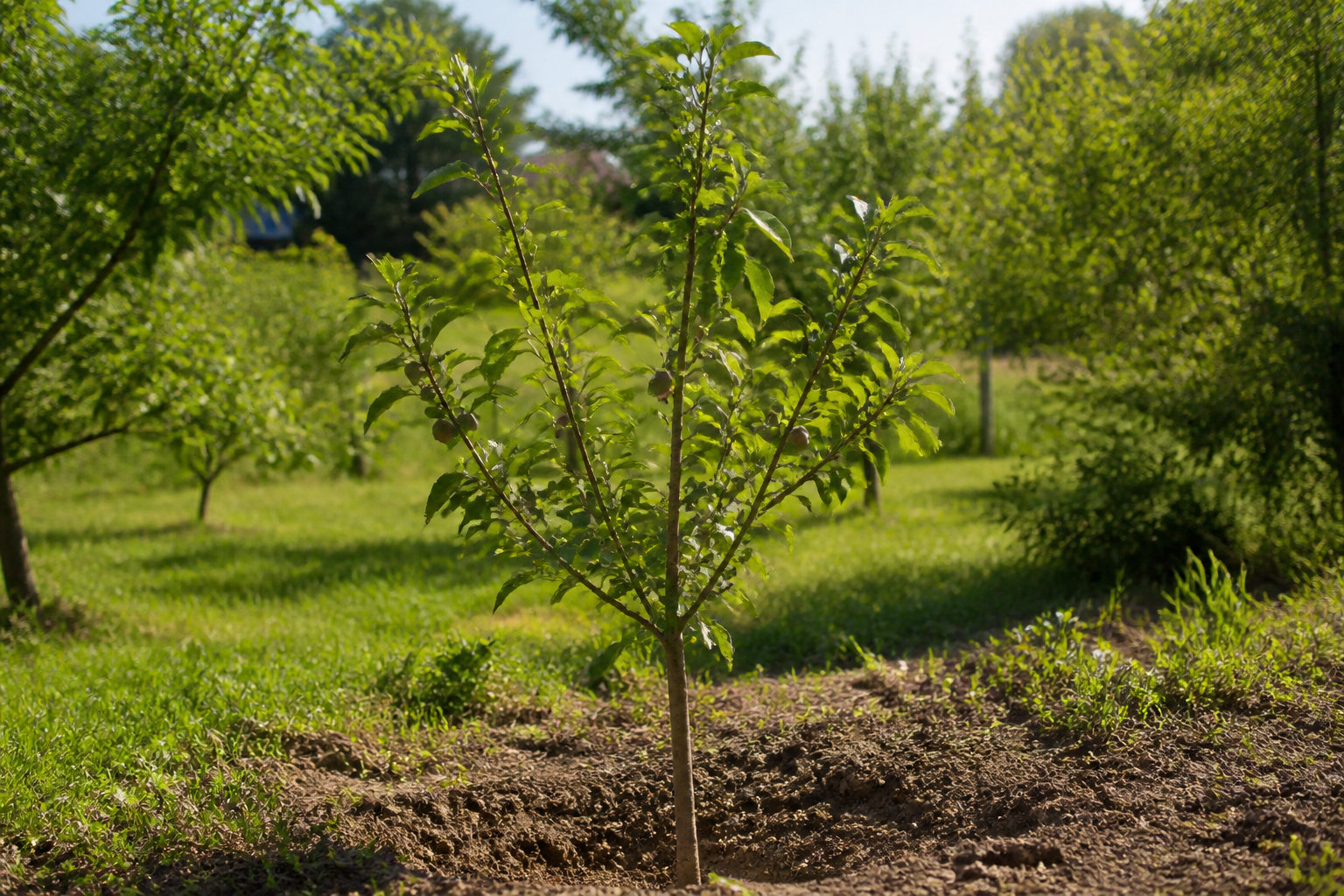 Réussir la plantation du quetschier au jardin