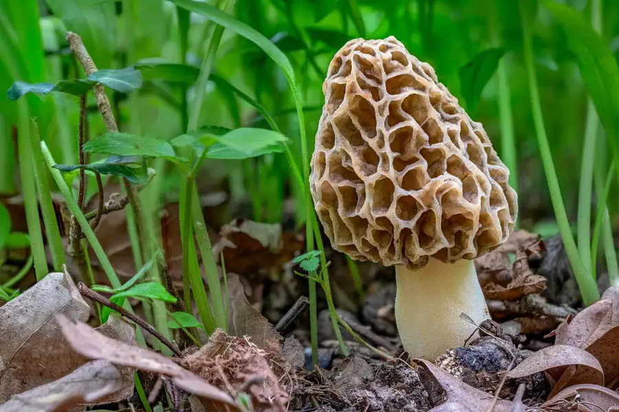 Morilles entières, chapeau alvéolé brun clair sur un pied creux